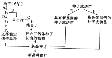 肠衣与呋喃树脂工艺流程图区别